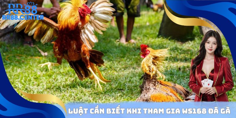 Luật cần biết khi tham gia WS168 đá gà