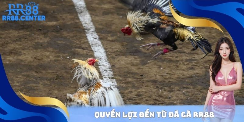 Quyền lợi đến từ đá gà RR88