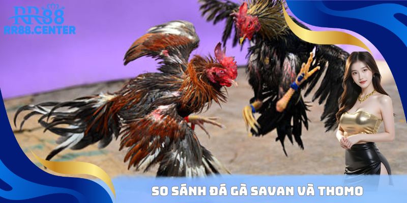 So sánh đá gà Savan và Thomo