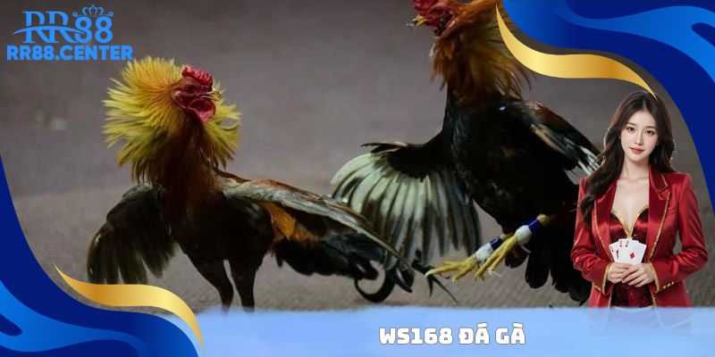 WS168 Đá Gà